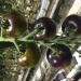 "Indigo™ Kiwi" Tomato photograph